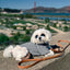 Wagwear | WagWellies® Waterproof Dog Boots in Bone