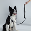 Native Zero | LIBERTY 1 Breezy Grey Multipurpose Handsfree Leash