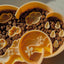 Ollie B. Good | Clementine Cloud Slow Feeder Bowl